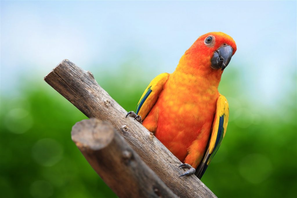 Stratégies pour enseigner son perroquet