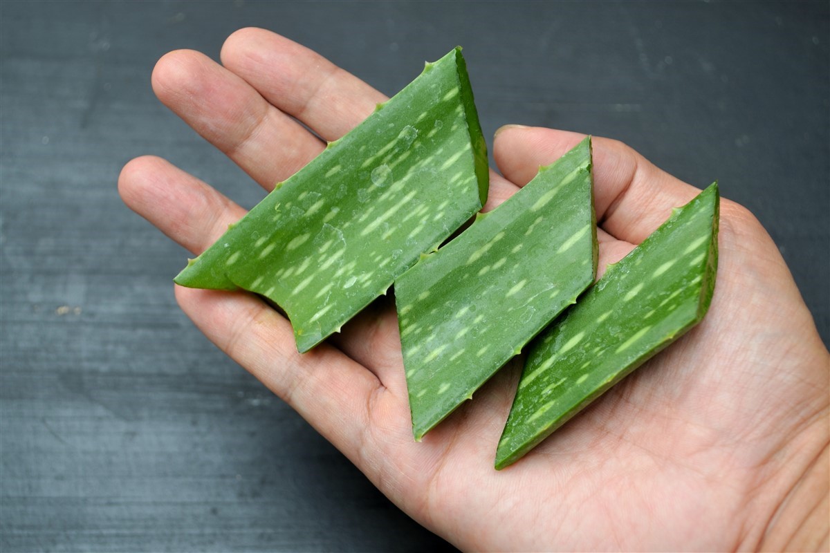 aloe vera en dermatologie