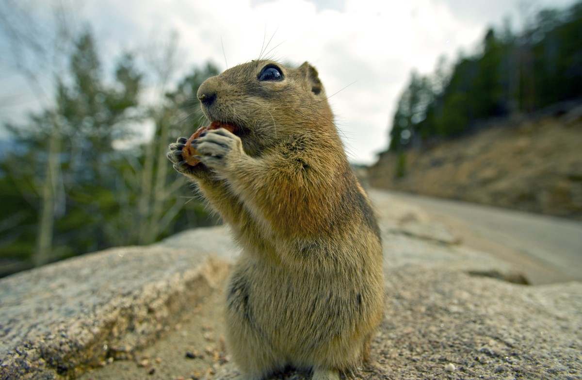 animaux omnivores