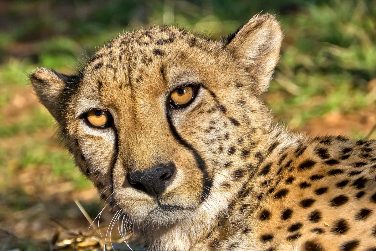 biomécanique chez le guépard