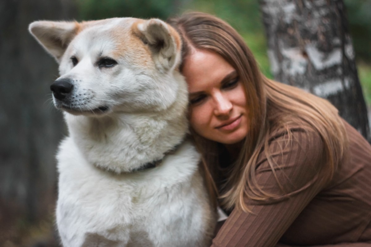 chien Akita du Japon