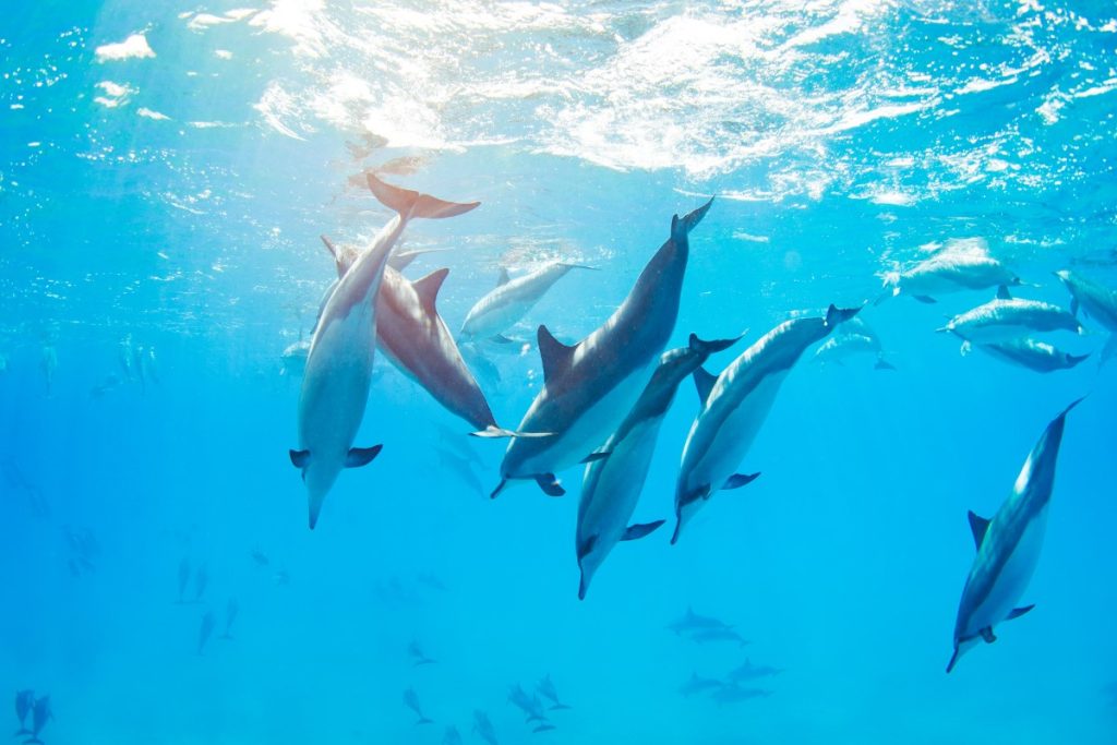 dauphins et marsouins