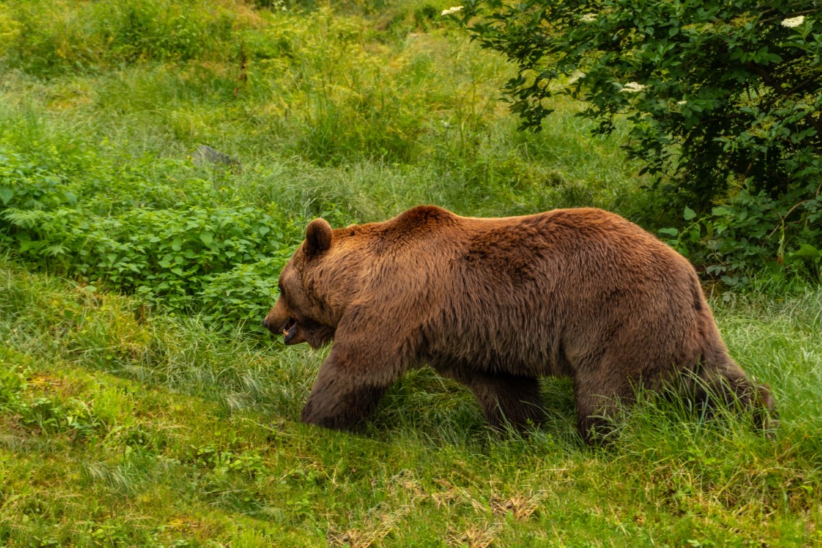 dossiers ours des Pyrénées