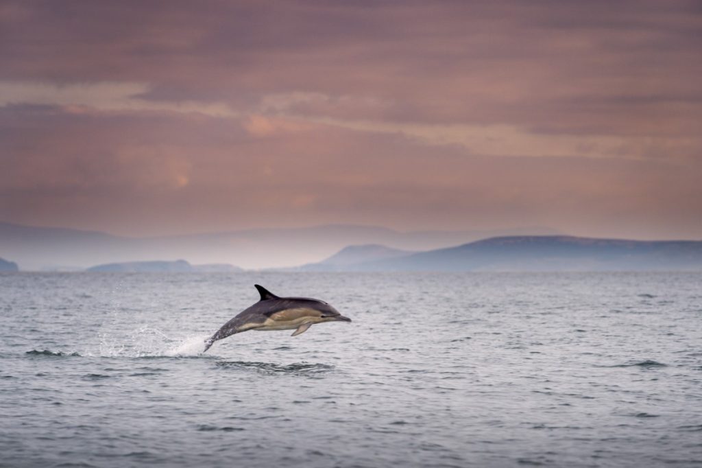 efforts pour sauver le marsouin vaquita