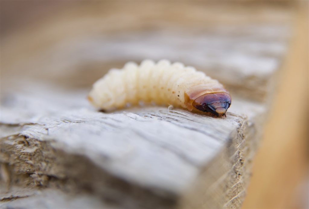 infestation de la vrillette dans le bois ancien