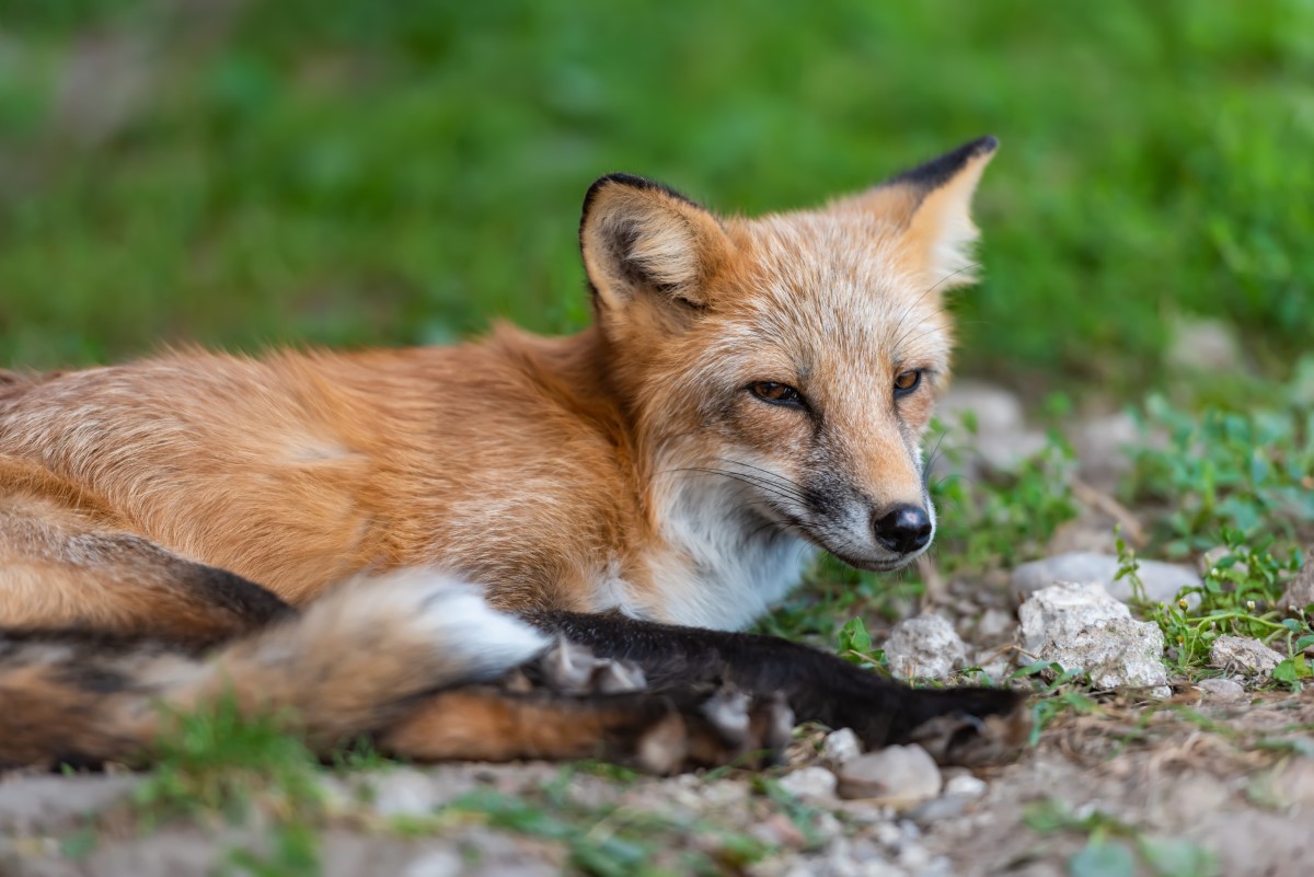 renards en milieu citadin