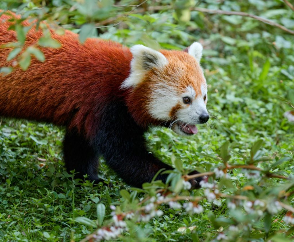 vie quotidienne des pandas roux