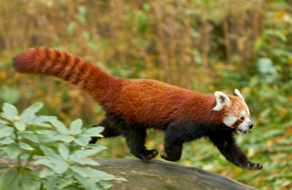 vie quotidienne des pandas roux 