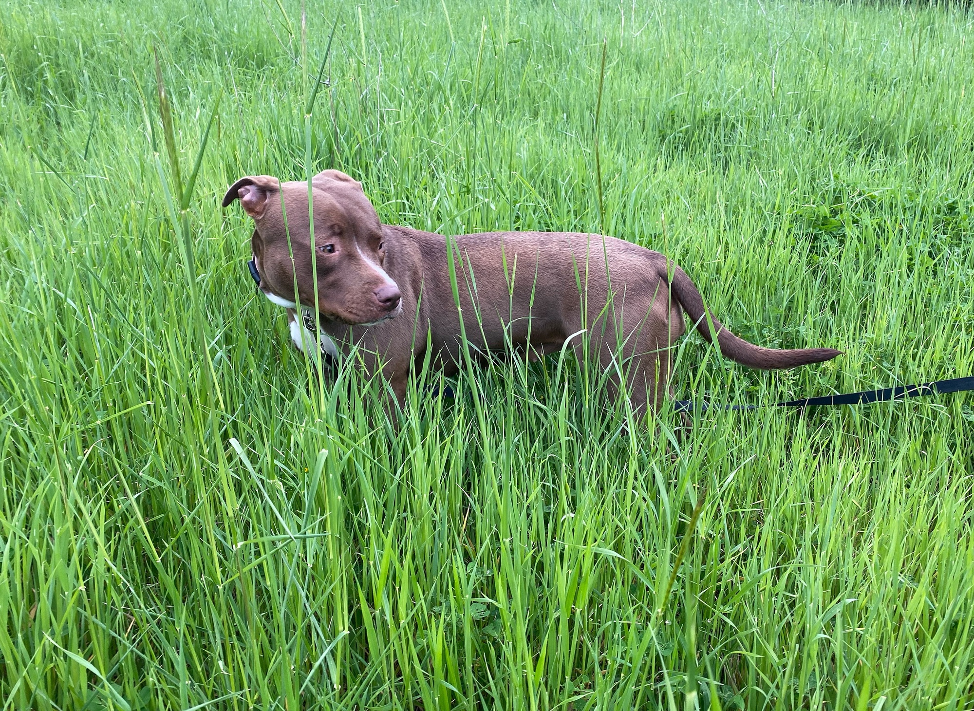 Pitbull terrier puppy puppy dog park