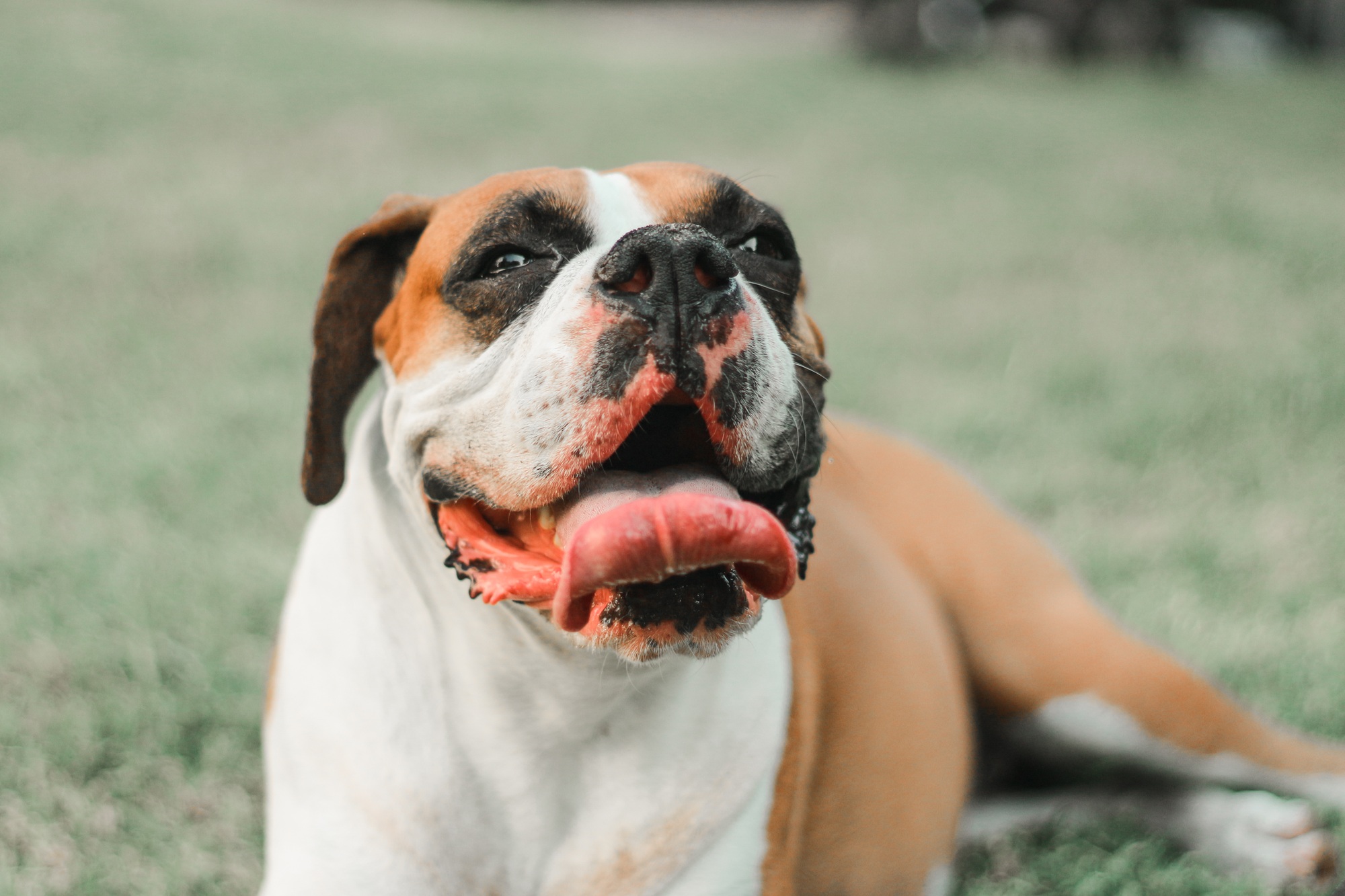 Boxer dog smiling