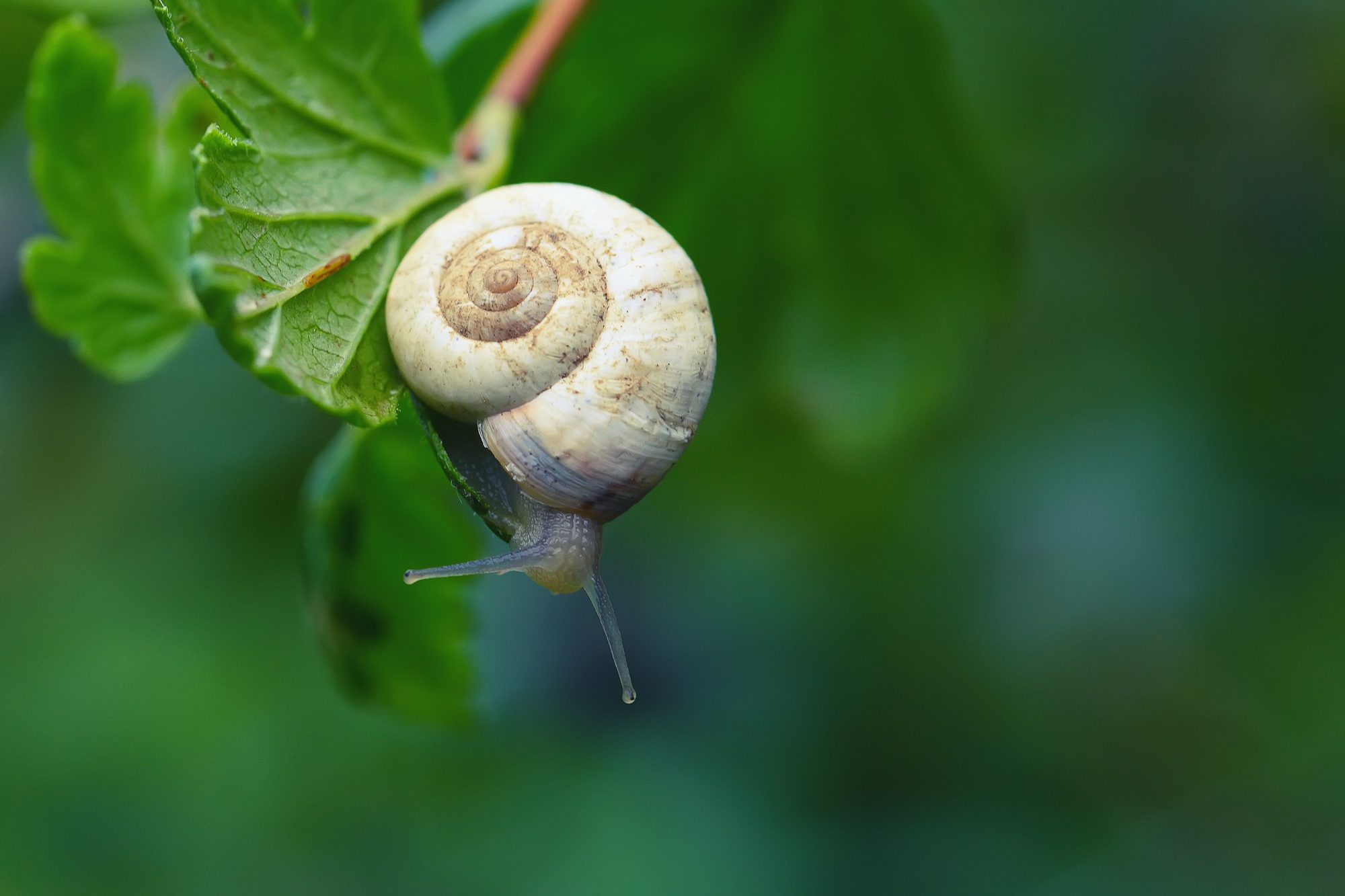 Curious snail in the garden on green leaf
