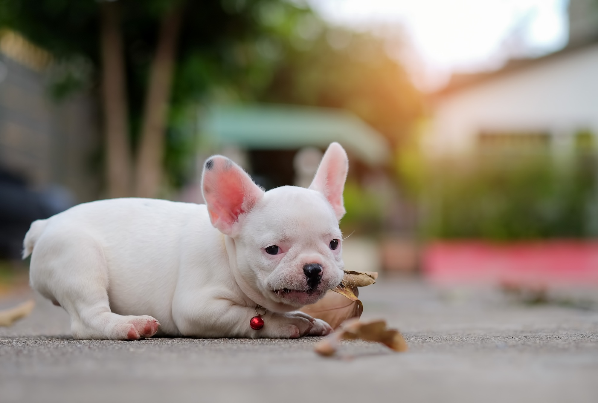 Dog obesity,Young french bulldog white playing on the cement flo