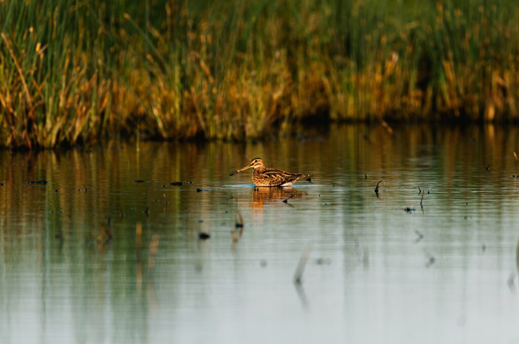 Eurasian woodcock