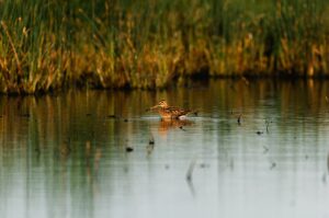 Eurasian woodcock