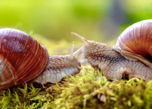 Helix pomatia also Roman snail, Burgundy snail