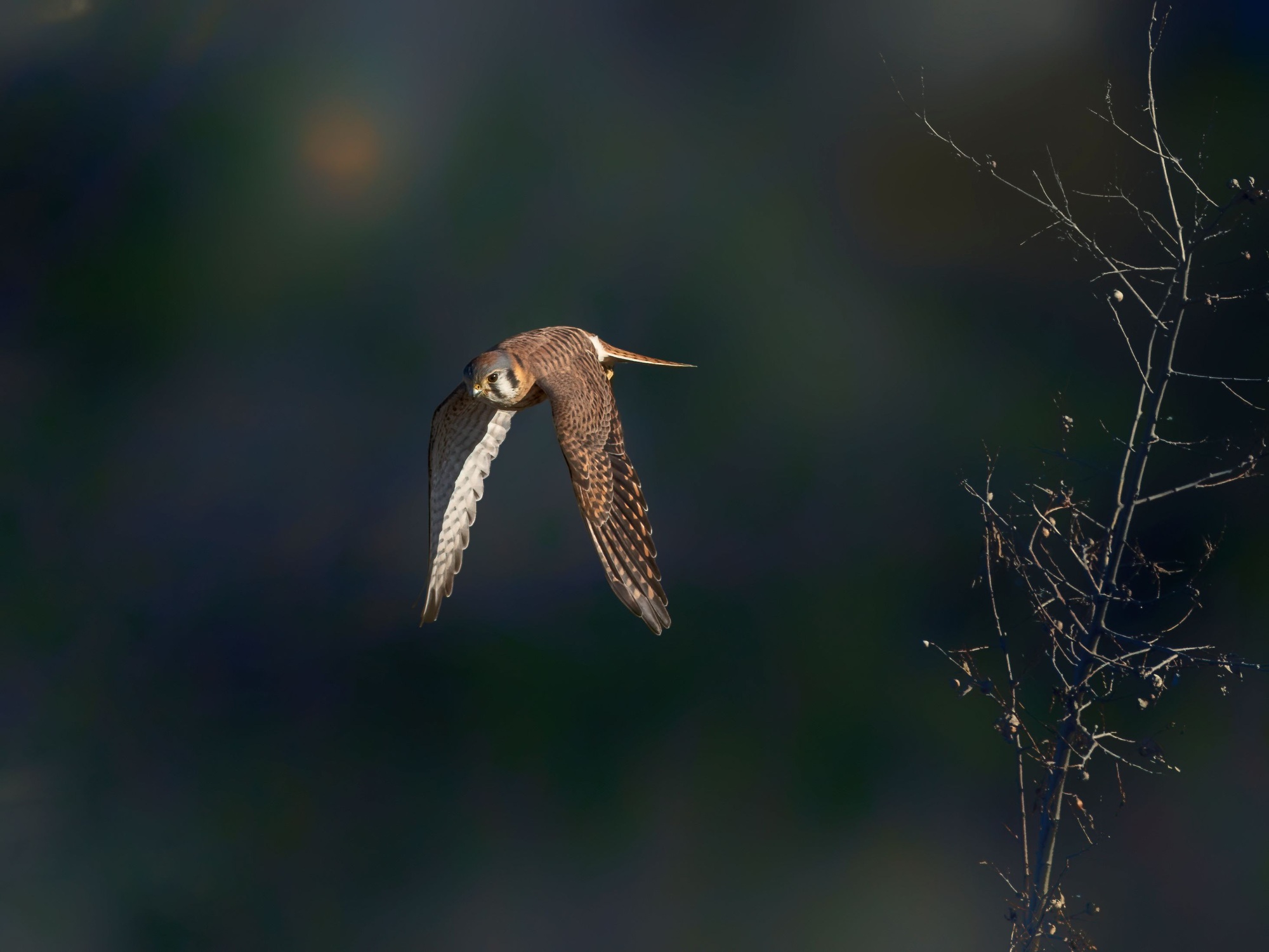 Woodcock soaring majestically near the twigs with a blurred background