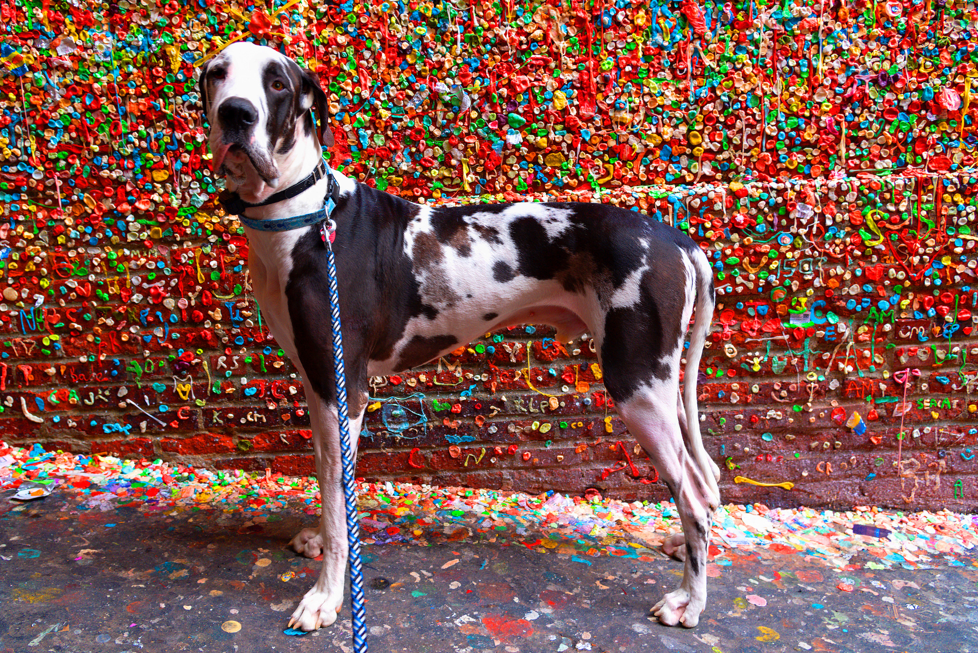 Adorable harlequin great dane dog standing at the Seattle Gum Wall, Post Alley.