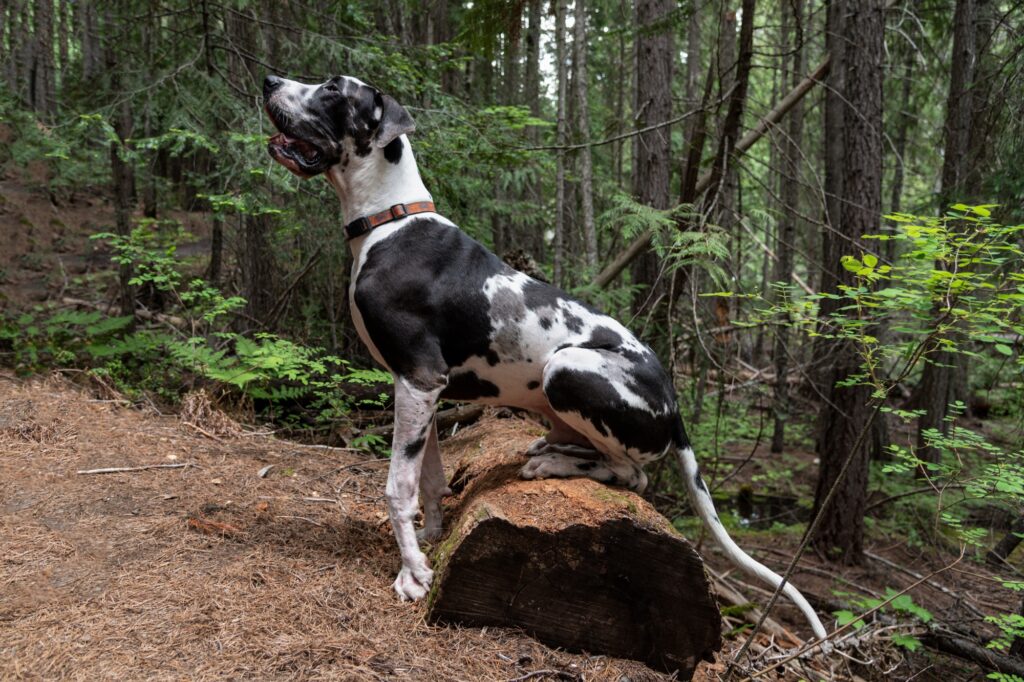 Beautiful harlequin great dane dog sitting on fallen forest log waiting for obedience training instr