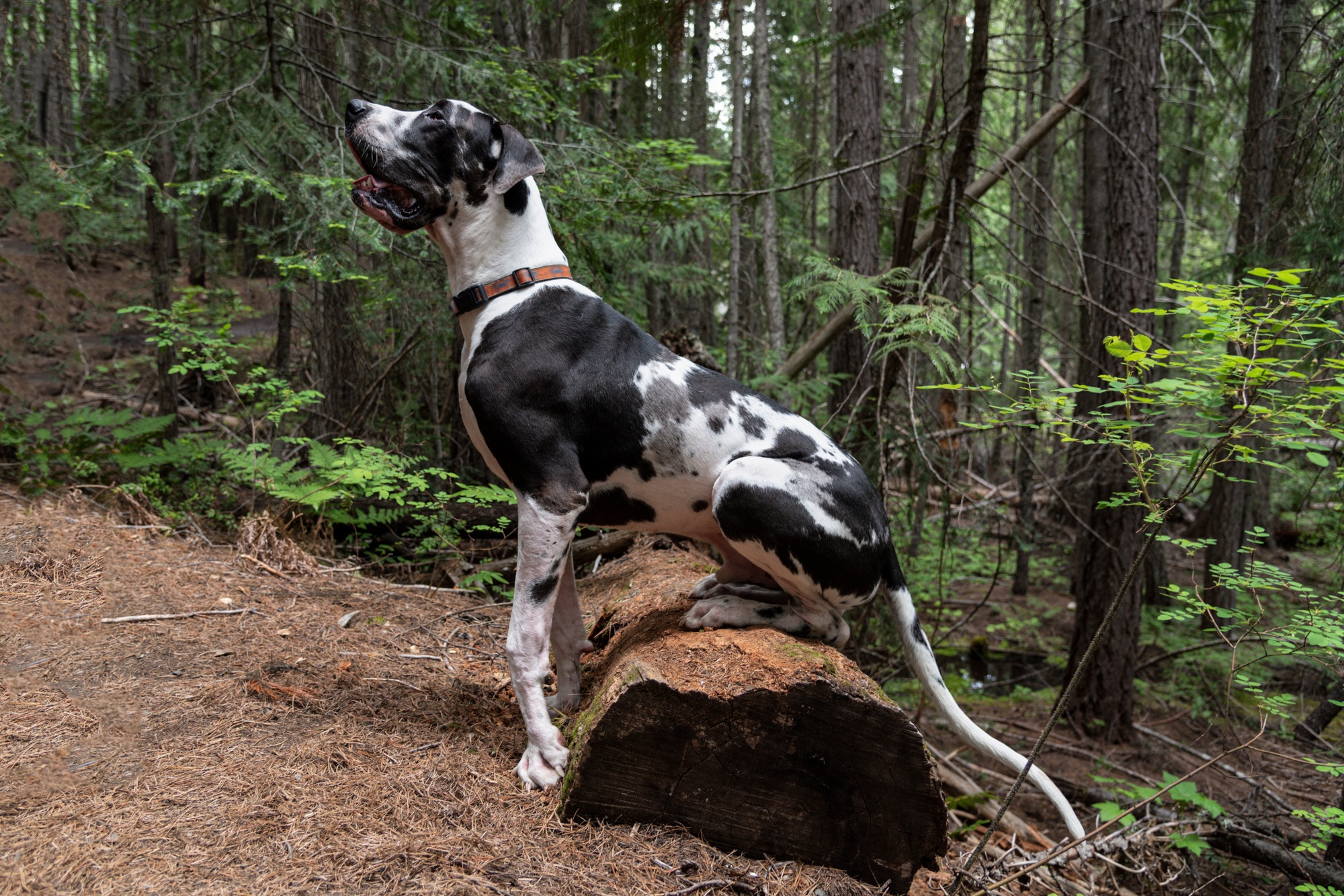 Beautiful harlequin great dane dog sitting on fallen forest log waiting for obedience training instr