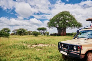 parc de Ruaha tanzanie